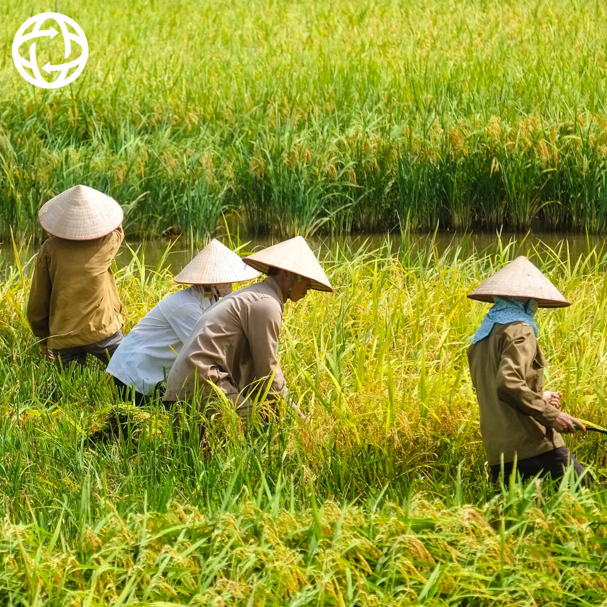 Local Vietnamese products for export